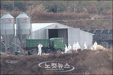 익산 AI발병 살처분 모두 마무리…정부 닭값 100% 보상