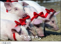 돼지가 사람잡네… 英 남성, 돼지떼 공격으로 부상당해