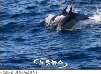 동해해경, 고래 불법 포획·유통 집중단속