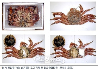 디스켓, 털게, 사탕, 술…마약 밀수방법 백태