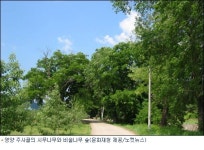 영양 주사골의 시무나무와 비술나무 숲 천연기념물 지정