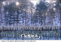 눈과 입이 즐거운 강원도 황태축제 3월 개막