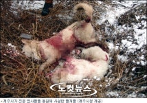 야생 들개의 참혹한 습격 현장