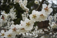 퇴계 선생과 매형(梅兄)