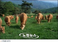 동해안 한우 브랜드 한우령 탄생