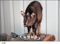 울진 야산서 부상당한 천연기념물 아기 산양 발견