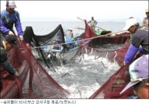 팔딱팔딱 요동치는 '눈 먼 숭어' 맛보러가세