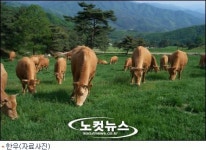 우려가 현실로… 경주 한우값 FTA 한달 만에 16% 하락