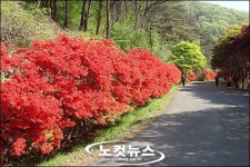 무등산 철쭉 꽃길따라 분홍빛 봄바람 살랑~