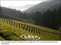 보성 다향제 4-7일까지
