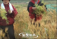 보리 매입 15일부터 시작