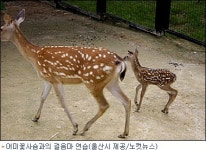 7월에 7번째 태어난 행운의 아기꽃사슴