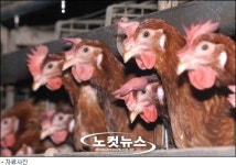 양계장 화재…닭 1만 마리 불에 타