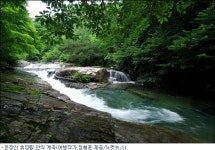 솔향기 솔솔~ 푸른 숲으로 떠나는 여름여행!
