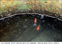 한여름 등목의 추억, 그 시절 옛 우물이 그립구나