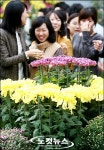 국화꽃 여심(女心)