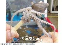 지친 소도 벌떡 일어나는 무안 세발낙지