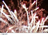 경주엑스포 행사 폭죽으로 송아지 유산