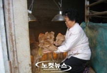 세 쌍둥이로 태어난 송아지 형제