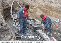 4년 전 잠든 4톤 혹등고래 다시 태어나다