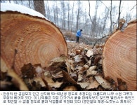 안성 공원묘지, 3천그루 무단벌목 물의