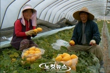 황후의 과실 옥포참외 첫 출하