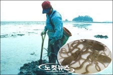 미식가 유혹하는 겨울잠 갓 깬 무안 갯벌낙지