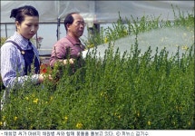 꽃향기에 취한 ‘3억 아가씨’