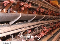 전북도, 임상증명서 없는 닭·오리 도축 금지