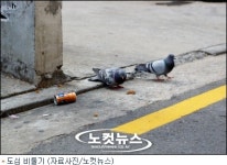 도심 비둘기 집단폐사, AI 때문?