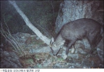 오대산에 산양이 살고 있네