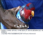 앵무새 밀수의 또 다른 루트, 국적세탁
