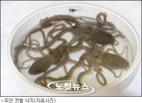 무안 갯벌 낙지, 여름잠에서 깨어나다