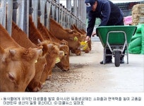 임금님도 울었다 최고 육질 이천한우