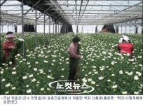 장흥군,국화 신품종 재배 성공