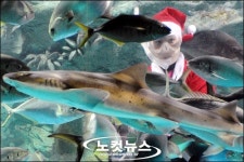 미녀 산타와 상어