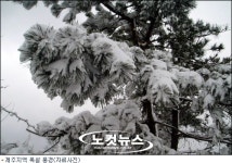 폭설 내린 제주, 일부 중산간도로 차량통제