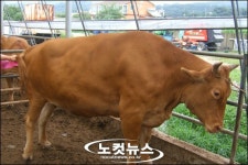 무게 1톤 육박 슈퍼 암소 발견
