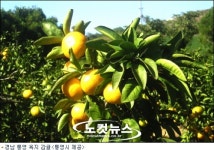 섬마을 욕지도 밀감 맛 보세요