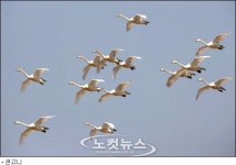 고향으로 돌아가는 철새들