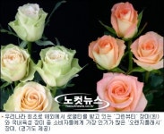 화이트데이엔 우리 장미로 마음을 전하세요
