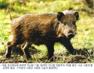 경상북도, 야생동물 잡아 1석3조 효과