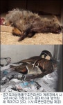 야생동물 死因은 주먹구구 운영