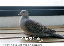 윤무부 비둘기가 무슨 죄 지었다고 잡아 죽이나
