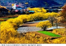 사랑이 꽃피는 의성 산수유마을