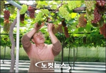 산내포도 전국 첫 출하