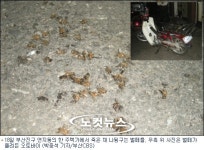 부산 주택가에 수 천마리 벌떼 날아들어 퇴치소동