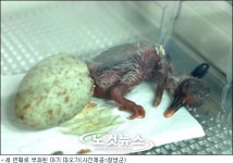 우포 따오기 부부 우리 셋째 이쁘죠