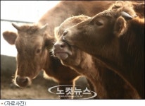 횡성 어답산한우마을 축산물 유통센타 | '가짜 횡성한우' 판 농협에도 유통권 부여 논란