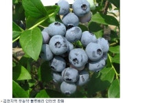 김천 무농약 불루베리 Cyber Farm 인기